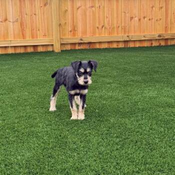 Emmy -  Border Terrier and Schnauzer Dog for Adoption in La Grange, Kentucky - Emmy | PetCurious