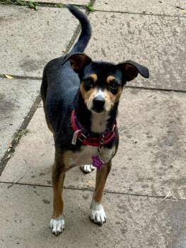 Rescue Chihuahua Dogs for Adoption in Buffalo, New York - Baylor | PetCurious