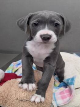 Pit Bull Terrier Dogs Available for Adoption - JAY | PetCurious