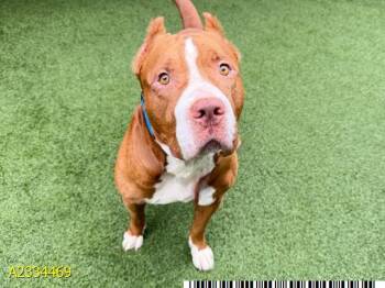 GOOBER -  Mixed Breed Dog for Adoption in West Palm Beach, Florida - GOOBER | PetCurious