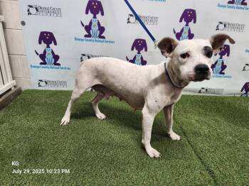 Rescue Pit Bull Terrier and Bluetick Coonhound Dogs for Adoption in Orlando, Florida - FOXY | PetCurious