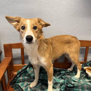 Kit -  Corgi Dog for Adoption in Oklahoma City, Oklahoma - Kit | PetCurious
