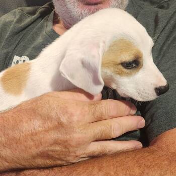 Ezzy -  Labrador Retriever and Hound Dog for Adoption in Normal, Illinois - Ezzy | PetCurious