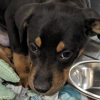 Doberman Pinscher and Shepherd Dogs Available for Adoption in Birmingham, Alabama - Santana | PetCurious