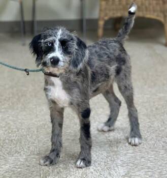 Doodle -  Poodle and Catahoula Leopard Dog Dog Available for Adoption in Marshall, Texas - Doodle | PetCurious