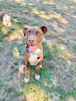 Rolo -  Mixed Breed Dog for Adoption in Franklin, Tennessee - Rolo | PetCurious