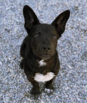 Wookie -  Australian Kelpie Dog for Adoption in Cincinnati, Ohio - Wookie | PetCurious