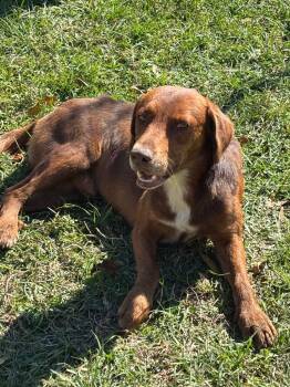 Rescue Labrador Retriever and Wirehaired Terrier Dogs for Adoption in Swainsboro, Georgia - Biscuit | PetCurious