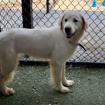 Ella Brooke #7110 -  Golden Retriever Dog for Adoption in Louisville, Kentucky - Ella Brooke #7110 | PetCurious