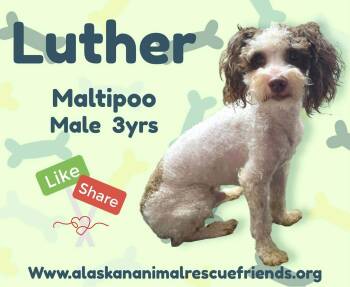 Luther -  Maltese and Poodle Dog for Adoption in Anchorage, Alaska - Luther | PetCurious