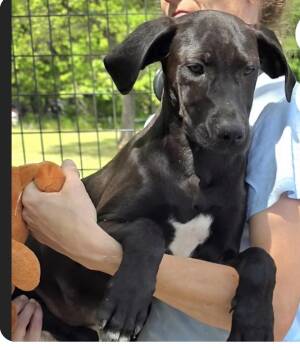 Shiloh -  Labrador Retriever and Great Dane Dog for Adoption in Watertown, Connecticut - Shiloh | PetCurious