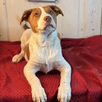 Doocy -  Beagle and Hound Dog for Adoption in Atlanta, Texas - Doocy | PetCurious