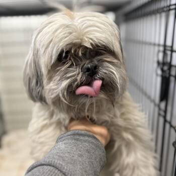 Fugi -  Shih Tzu and Mixed Breed Dog for Adoption in Madison, Wisconsin - Fugi | PetCurious