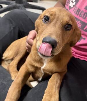 Skip (Bonnie P3) -  Terrier Dog for Adoption in Pahrump, Nevada - Skip (Bonnie P3) | PetCurious