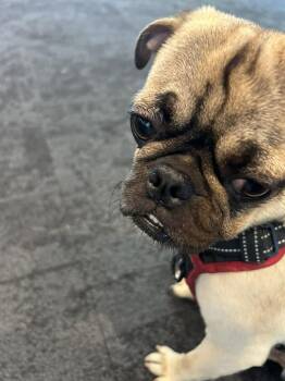 Pug Dogs Available for Adoption in Pelham, Massachusetts - Tuba | PetCurious