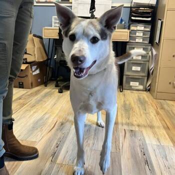 Rescue Husky Dogs for Adoption in Shreveport, Louisiana - Kojak | PetCurious