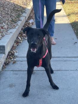 Rescue German Shepherd Dog and Labrador Retriever Dogs for Adoption in Heber City, Utah - Chole | PetCurious