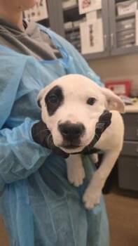 Patchy Boy -  Mixed Breed Dog for Adoption in Wichita, Kansas - Patchy Boy | PetCurious