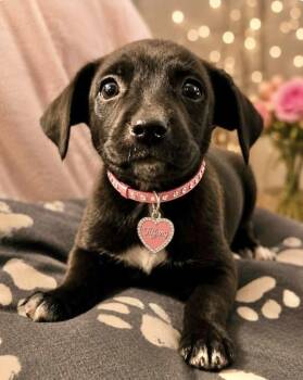 Labrador Retriever Dogs Available for Adoption in Manchester, Connecticut - Tiffany | PetCurious