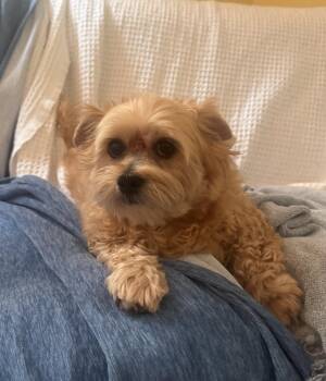 Yorkshire Terrier and Shih Tzu Dogs Available for Adoption in Pottstown, Pennsylvania - Mya | PetCurious