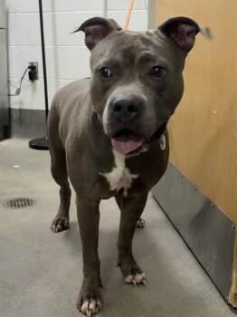 HEATH -  Pit Bull Terrier Dog for Adoption - HEATH | PetCurious