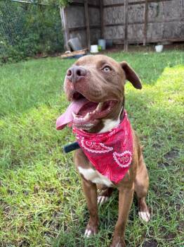 Lick Jagger -  Mixed Breed Dog for Adoption in Winnsboro, South Carolina - Lick Jagger | PetCurious