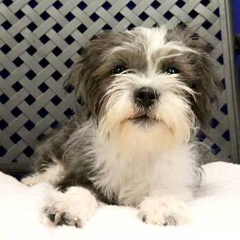 Gizmo -  Shih Tzu Dog for Adoption in Midland, Texas - Gizmo | PetCurious