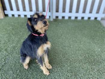 A613671 -  Airedale Terrier and Mixed Breed Dog for Adoption in Modesto, California - A613671 | PetCurious