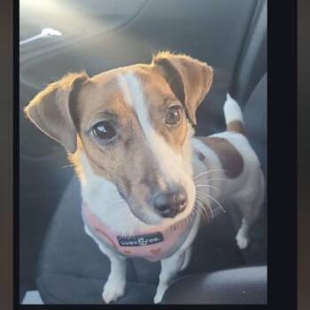 Jack Russell Terrier Dogs Available for Adoption in Bismarck, North Dakota - Lacey | PetCurious