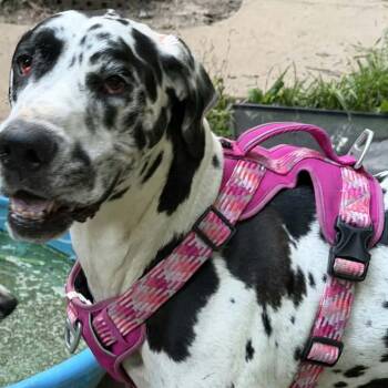 Moose -  Great Dane Dog for Adoption in Monticello, Iowa - Moose | PetCurious