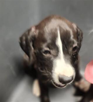 Lalin - URGENT - 24-hour NOTICE -  Labrador Retriever Dog for Adoption in Thousand Oaks, California - Lalin - URGENT - 24-hour NOTICE | PetCurious