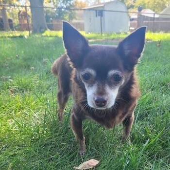 French Fry -  Chihuahua Dog for Adoption in Dayton, Ohio - French Fry | PetCurious