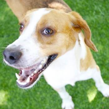 Wiggles -  Treeing Walker Coonhound Dog for Adoption - Wiggles | PetCurious