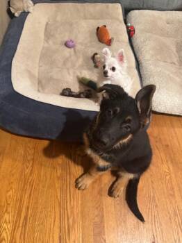 Kingston -  German Shepherd Dog Dog for Adoption in Seattle, Washington - Kingston | PetCurious