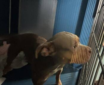 Twix -  Mixed Breed Dog for Adoption in New York, New York - Twix | PetCurious