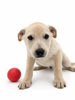 Cider -  Labrador Retriever and Mixed Breed Dog for Adoption in Bowling Green, Kentucky - Cider | PetCurious