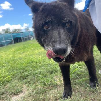 Shawty -  Chow Chow Dog for Adoption in Edinburg, Texas - Shawty | PetCurious