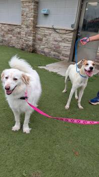 Buster -  Boxer and Terrier Dog for Adoption in Newport, New Hampshire - Buster | PetCurious