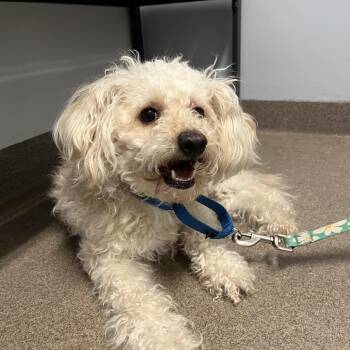 Rocky Balboa -  Maltese and Poodle Dog for Adoption in South Elgin, Illinois - Rocky Balboa | PetCurious