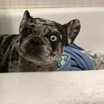 IVHS-Stray-143872 -  French Bulldog Dog for Adoption in San Gabriel, California - IVHS-Stray-143872 | PetCurious