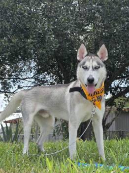 Rescue Husky Dogs for Adoption in Silver Spring, Maryland - Miska | PetCurious