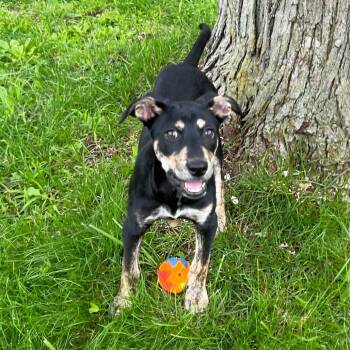 Brooklyn -  Labrador Retriever and Mixed Breed Dog for Adoption in Michigan City, Indiana - Brooklyn | PetCurious