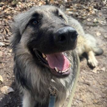 Anatolian Shepherd Dogs Available for Adoption - Tyson | PetCurious