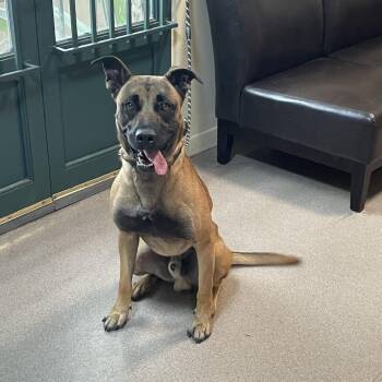 Argyle -  Belgian Shepherd Malinois and Mixed Breed Dog for Adoption in Pasadena, California - Argyle | PetCurious