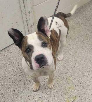 Oska -  Pit Bull Terrier and Mixed Breed Dog for Adoption in Kansas City, Missouri - Oska | PetCurious