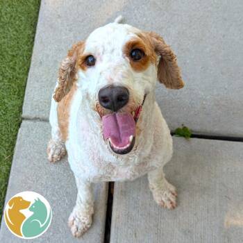 Pigeon -  Mixed Breed Dog for Adoption in Toledo, Ohio - Pigeon | PetCurious