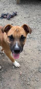 Penelope -  Shepherd Dog Available for Adoption in Elmsford, New York - Penelope | PetCurious