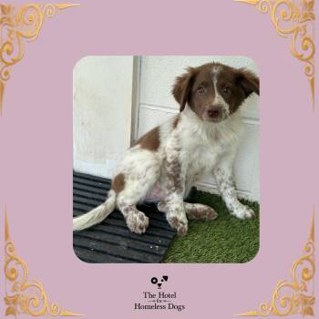 Calla -  Cattle Dog Dog for Adoption in Cumberland, Rhode Island - Calla | PetCurious