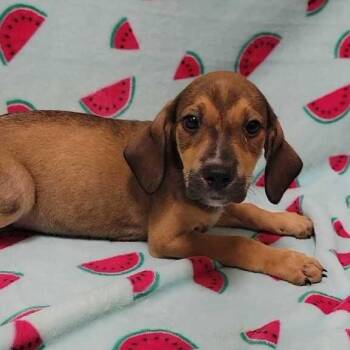 Clark -  Hound Dog for Adoption in Valdosta, Georgia - Clark | PetCurious