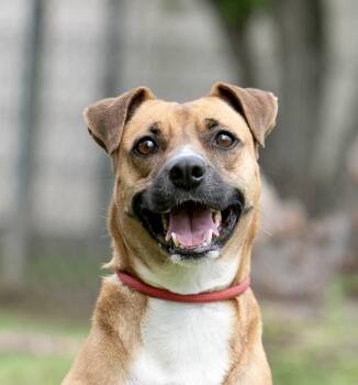 Rescue Labrador Retriever and Hound Dogs for Adoption in Houston, Texas - Macrina | PetCurious